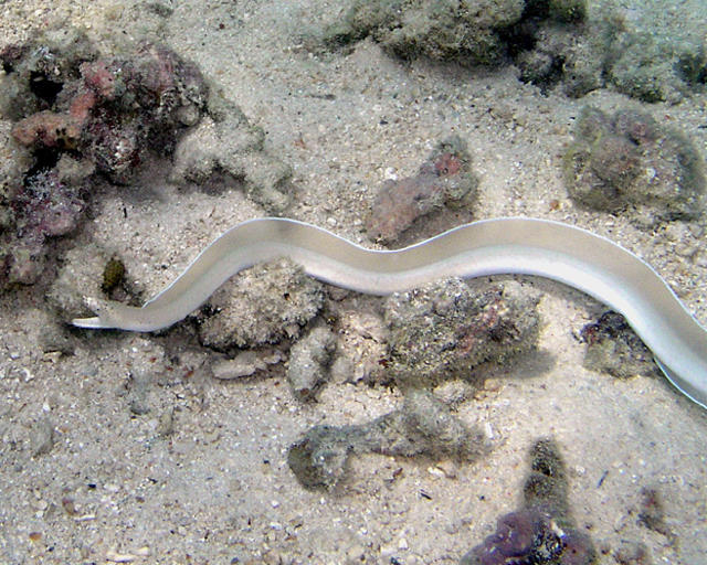 Pseudechidna brummeri (Murena nastro bianco)